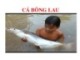 Bài giảng Kỹ thuật nuôi Cá bông lau trong ao đất